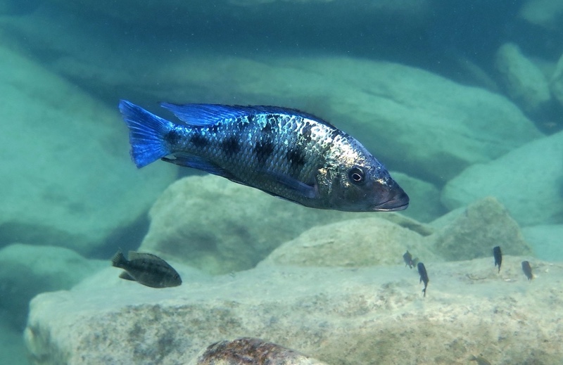 Fossorochromis rostratus 'Mbenji Island'